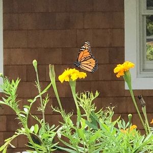 Meet your Posher, Cheri